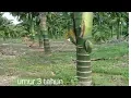 Download Lagu pinang betara umur 3 tahun part 2