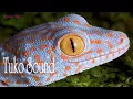 Lagu Tuko Sound - Gecko Sound - Picture Of Tokay Gecko