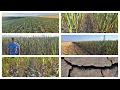 Download Lagu Da li je ovo suša ili samo nedostatak padavina. Na pomolu nova katastrofa jesenjih kultura.
