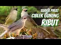 Lagu Suara Pikat Ciblek Gunung Ribut