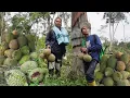 Download Lagu BEREBUT BUAH DURIAN DI MALAM HARI DENGAN MAHLUK TAK TERLIHAT 😃