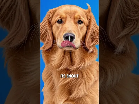 Why Do Dogs Have This Groove on Their Nose?
