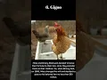 Download Lagu Top 10 Richest Animals in the World #shorts