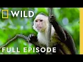 Wild Costa Rica Full Episode The Living Edens Nat Geo Animals