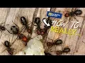 How to really get rid of ANTS naturally does cinnamon really work