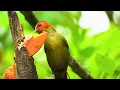 Bird Sounds for Stress Relief | Calm Your Mind & Heal Your Soul | Enhance Your Focus