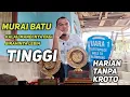 Download Lagu MURAI BATU GARNACHO 93 JUARA 1 TIKET UTAMA MASTERPIECE ‼️ KUPAS SETTINGAN HARIAN DAN LOMBA
