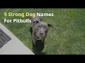 5 Strong Dog Names For Pitbulls