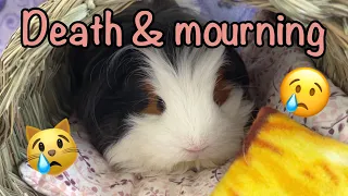 Death mourning of guinea pigs - The unfortunate truth