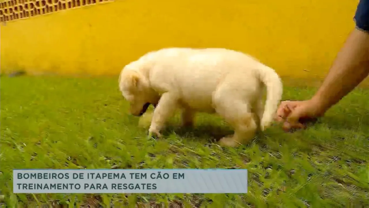 Bombeiros de Itapema tem cão em treinamento para resgates
