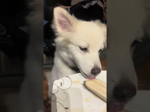 Humare dog ko diet karna chahiye kya? 🧐