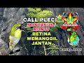 Download Lagu Pleci Montanus (Monty) BETINA Lenjeh memanggil JANTAN