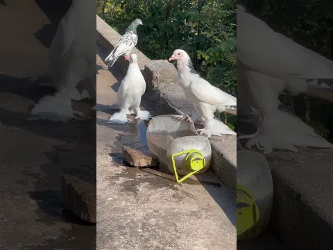 Subscribe #rafayvlog #kabootarba #perciancat #rafayabbasi
