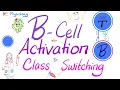 B-Cell Activation and Class Switching | Co-stimulatory Signal  |  Immunology |  Physiology Series