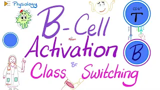 B-Cell Activation and Class Switching | Co-stimulatory Signal  |  Immunology |  Physiology Series