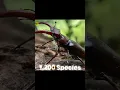 Download Lagu The most expensive insect 🐝 in the world🌍