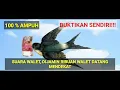 SUARA PANGGIL (SP) WALET ORI SUPER, DIJAMIN RIBUAN WALET DATANG MENDEKAT. BUKTIKAN SENDIRI