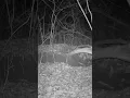 Fox Vocalizations Vixen Scream 4K