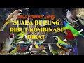 Download Lagu SUARA BURUNG RIBUT || Kombinasi Pikat Terbaru 2021 Terbukti 99% Lebih Jitu