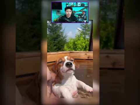 EL PERRO MAS TRANQUILO