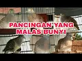 Download Lagu SUARA PERKUTUT UNTUK YG SUSAH BUNYI