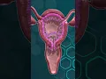 Download Lagu Menstrual Cycle | 🩸