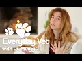 Dog Neuter Explained by a Vet The reason to neuter and reasons not to neuter