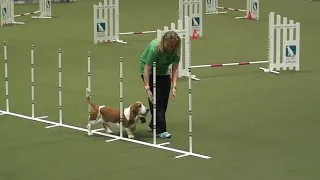 Basset Hound Versus Springer Spaniel