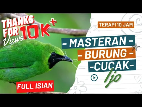 Download MP3 Masteran Cucak Ijo Gacor Langsung - Terapi 10 Jam Full Isian