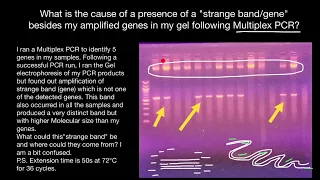 Extra bands in gel following Multiplex PCR