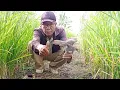 Lagu Mp3 berbunyi sepasang sintar sawah langsung strike