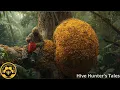 Download Lagu Giant Honey Hunt: Discovering and Harvesting Wild Honey on Ancient Forest Trees