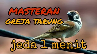 Download masteran greja tarung jeda 1 menit MP3