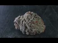 Oreos Marijuana strain