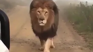 الأسد الأطلسي ملك الأسود في العالم The Atlantic Lion Is The King Of The Lions In The World 