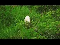 Download Lagu Good Relaxing Music with Bird Sounds | Water Sounds for Sleep | Nature Sounds Birds