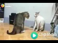 Indian cats and american naughty cat dance best dance of india