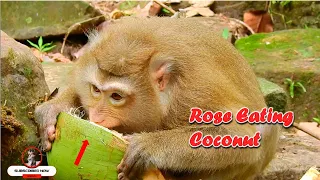 mum rose t ry hard eating coconut cos she hungry u0026 tired
