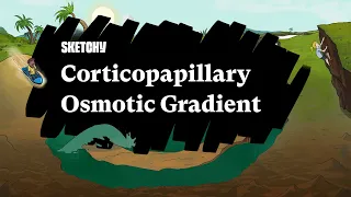 Corticopapillary Osmotic Gradient Part 1 Sketchy Medical USMLE Step 1