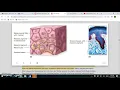 Melanocytes and Melanin Function