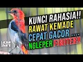 Download Lagu Cara Merawat Baret Merah / Kemade Agar Gacor dan Fighter‼️Cit Merah Gacor Dor