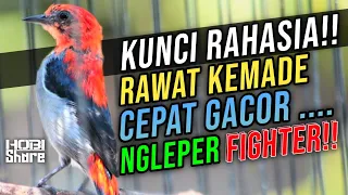 cara merawat baret merah kemade agar gacor dan fighter cit merah gacor dor