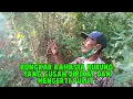 Download Lagu Solusi mikat burung yang mengerti mp3 dan pulut