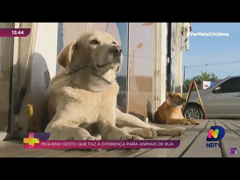 Empresário adota cães de rua e faz casinhas para eles em posto de combustíveis em Criciúma