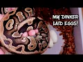 Surprise Clutch of Ball Python Eggs From my Dinker