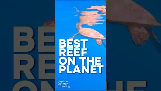 BEST REEF ON THE PLANET ｜ Kri Island, Raja Ampat