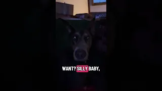 No dog was left uncovered in the filming of this video 🤣🐾💜#fyp #dream #doberman #pets #youtube