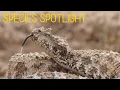 Species Spotlight: IRANIAN SPIDER-TAILED VIPER (Pseudocerastes urarachnoides)
