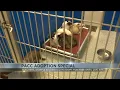 PACC offers Tucson teachers students and school employees free adoptions