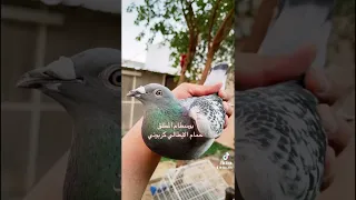 من روائع الهاوي السعودي أحمدالمطلق كربوني بيور 